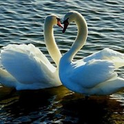 forever-love... группа в Моем Мире.