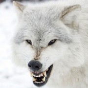 White Wolf группа в Моем Мире.