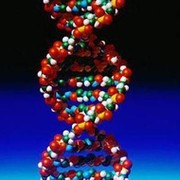ДНК генеалогия, геногеография, шежире (родословные древа)  группа в Моем Мире.