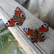 Екатерина Федотова on My World.