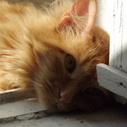 Кот Городской on My World.