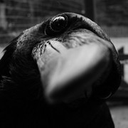 Black Raven on My World.
