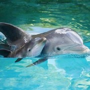делфин делфин on My World.