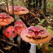 Дормидонт Евлампиев on My World.