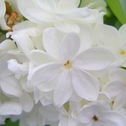 Ольга Анатольевна Павлова on My World.